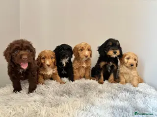 Cockapoo dogs Beautiful F1 Cockapoo Puppies - Ready Now - Advert 1