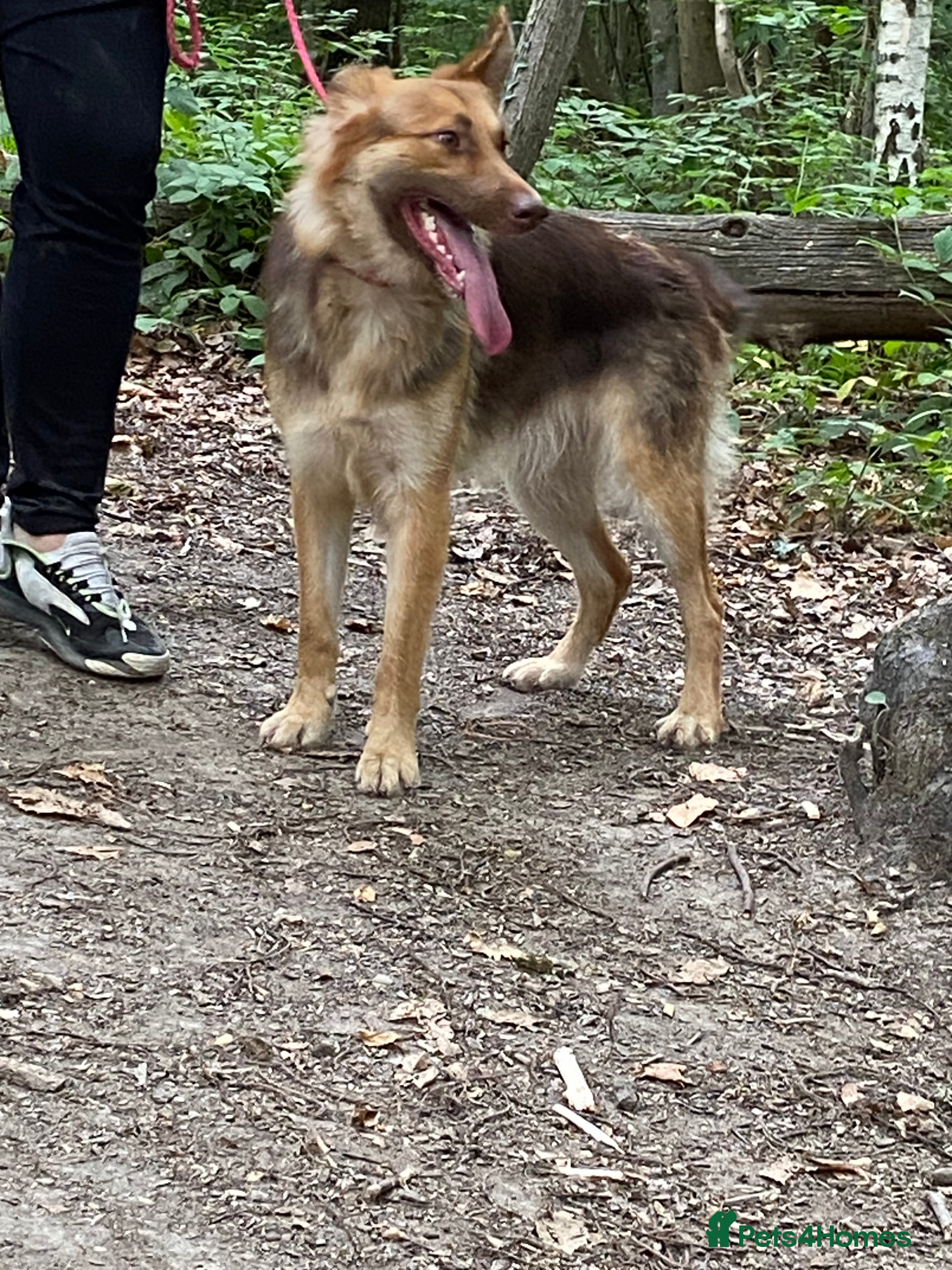 Mixed Breed dogs Cane shepherd  - Advert 5