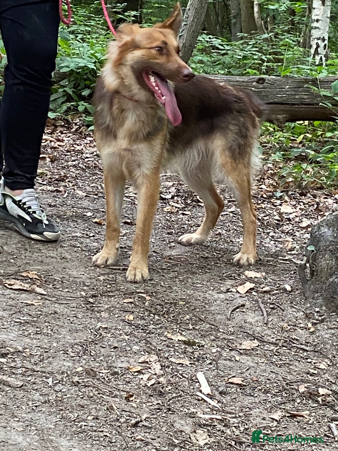 Mixed Breed dogs for sale: Cane shepherd  - Advert 1