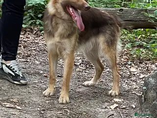 Mixed Breed dogs Cane shepherd - Advert 7