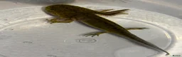 Axolotl reptiles for sale: Axolotl babies  - Advert 7