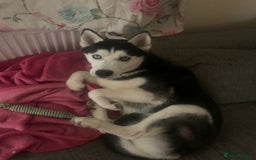 Siberian Husky dogs for sale: Husky - Image 2