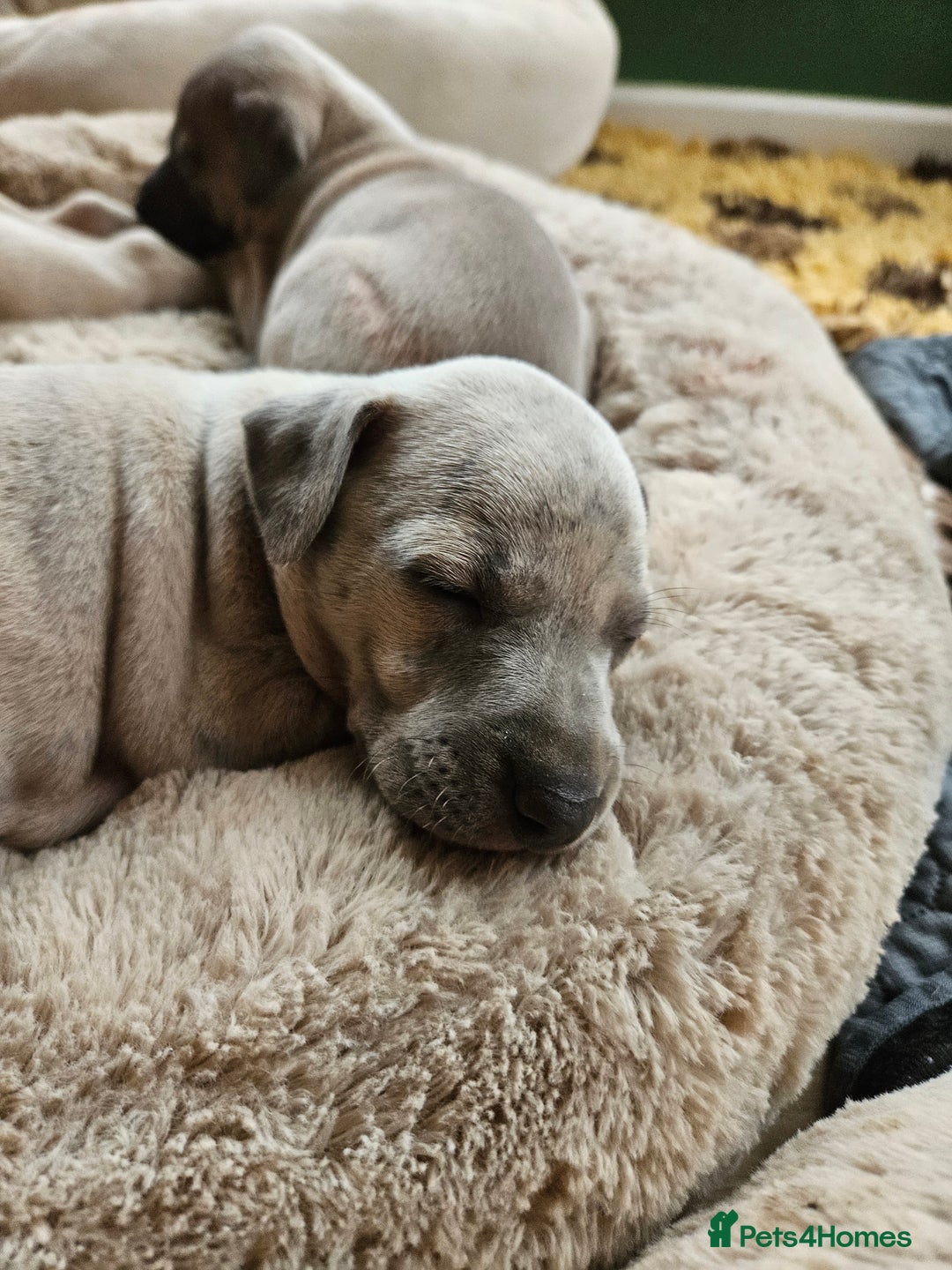 Whippet dogs for sale: ✨🐾 Gorgeous KC Registered Whippet puppies  🐾✨  - Advert 31
