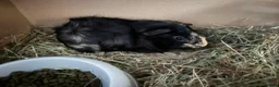 Guinea Pig rodents for sale: Bonded Pair of Boars (Brothers) in Peterborough - Advert 3