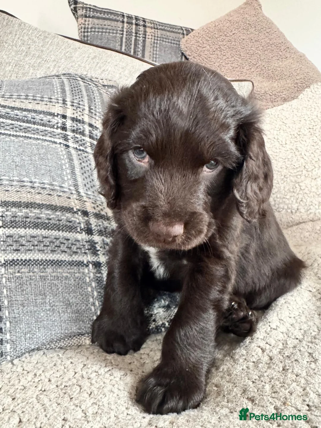 Cockapoo dogs for sale: Show cockerpoo  - Advert 5