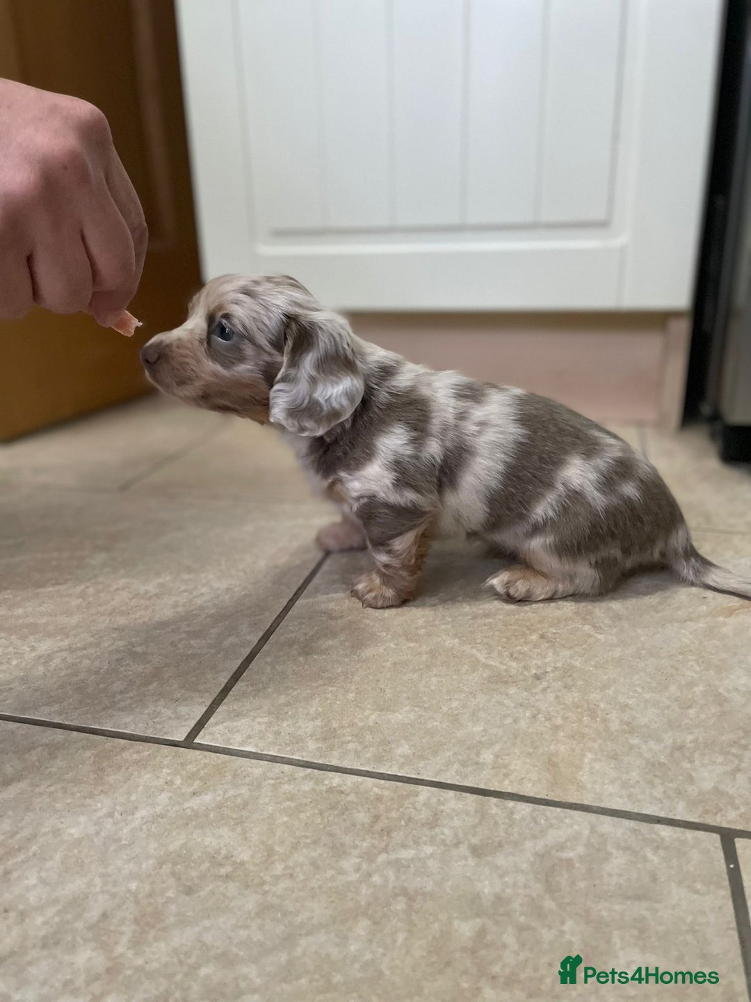 Miniature Dachshund dogs for sale: Long hair, Isabella and tan dapple / piebold  - Advert 5