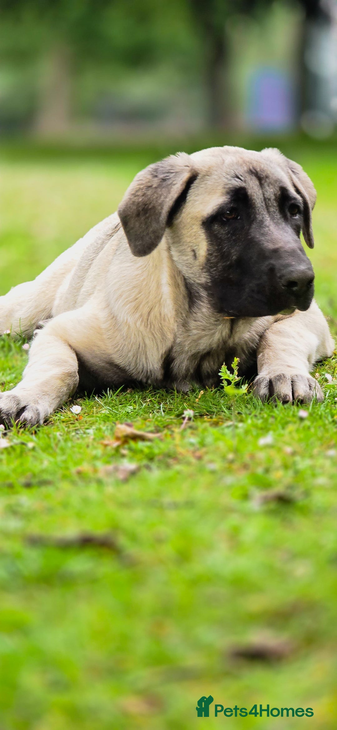 Turkish Kangal dogs for sale: Turkish Kangal 5 Month Puppy Fantastic Confident  - Image 3