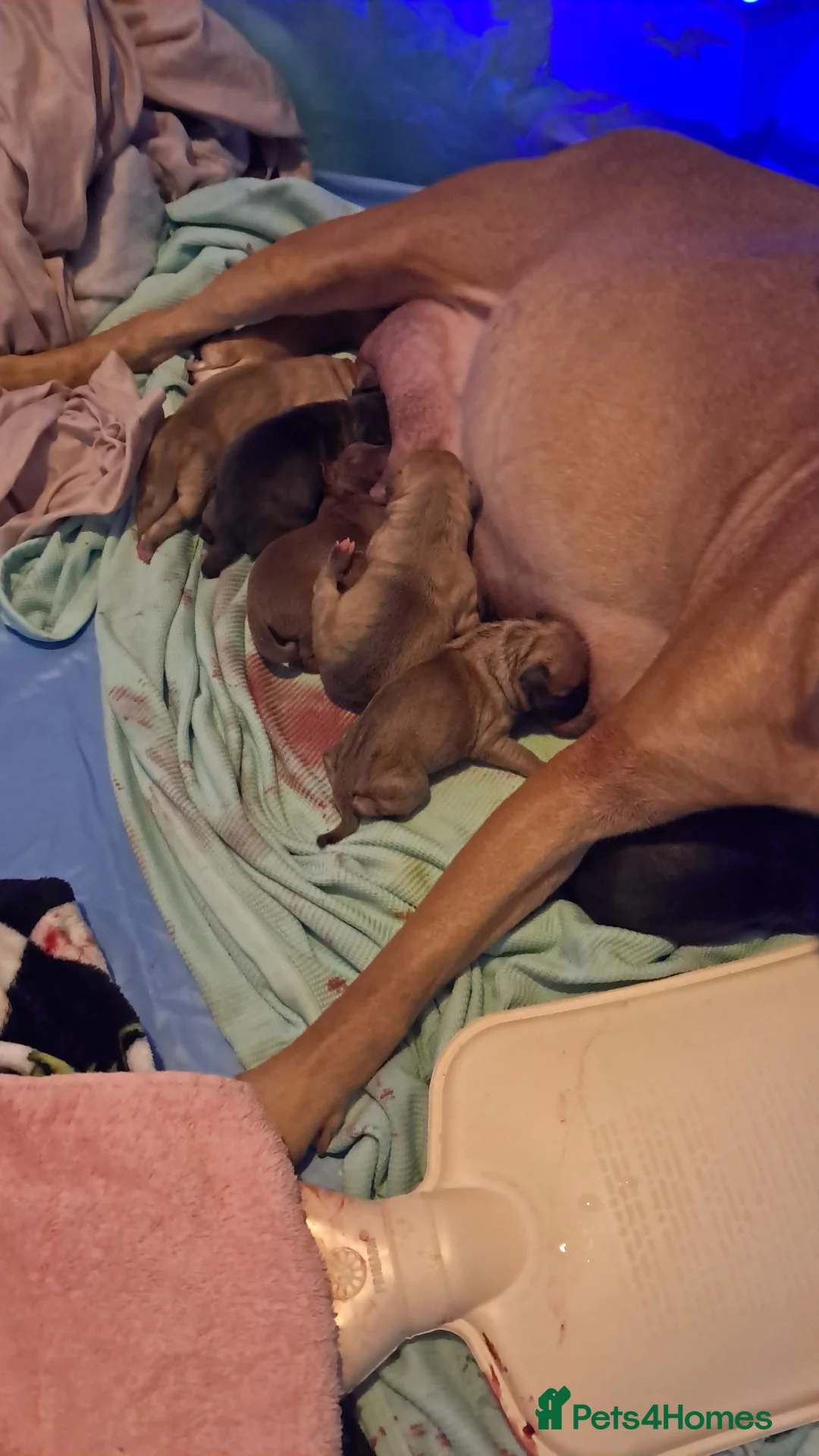 Staffordshire Bull Terrier dogs for sale: 8week old male staffordshire pup  in Haverhill - Advert 2