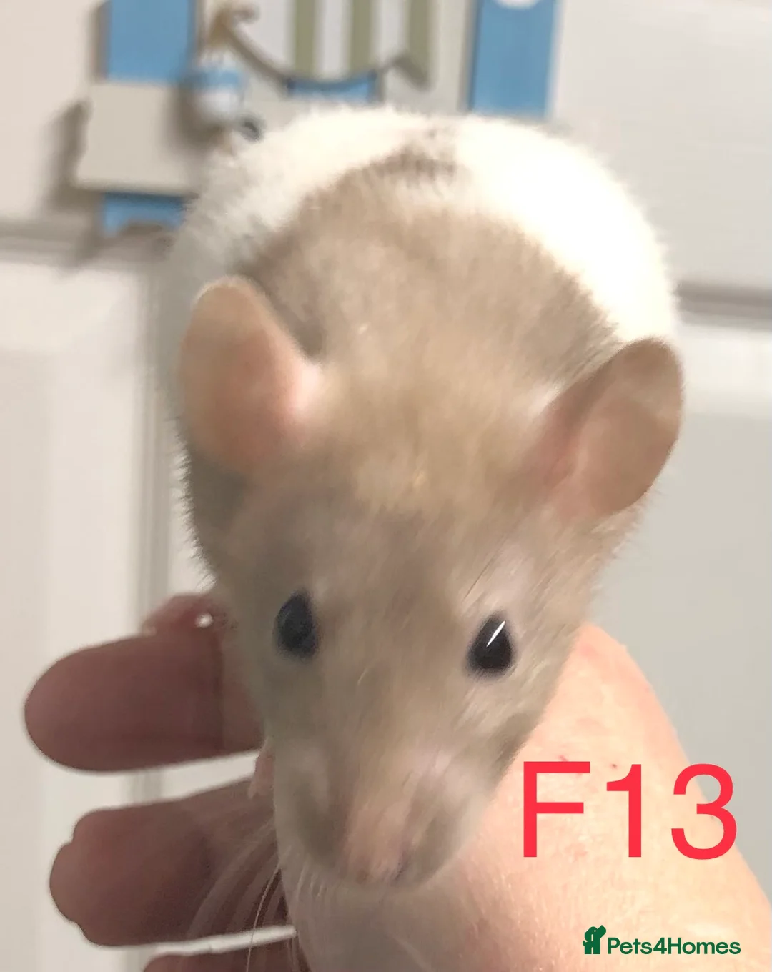 Rat rodents for sale: Beautiful tame fancy rats - Advert 11