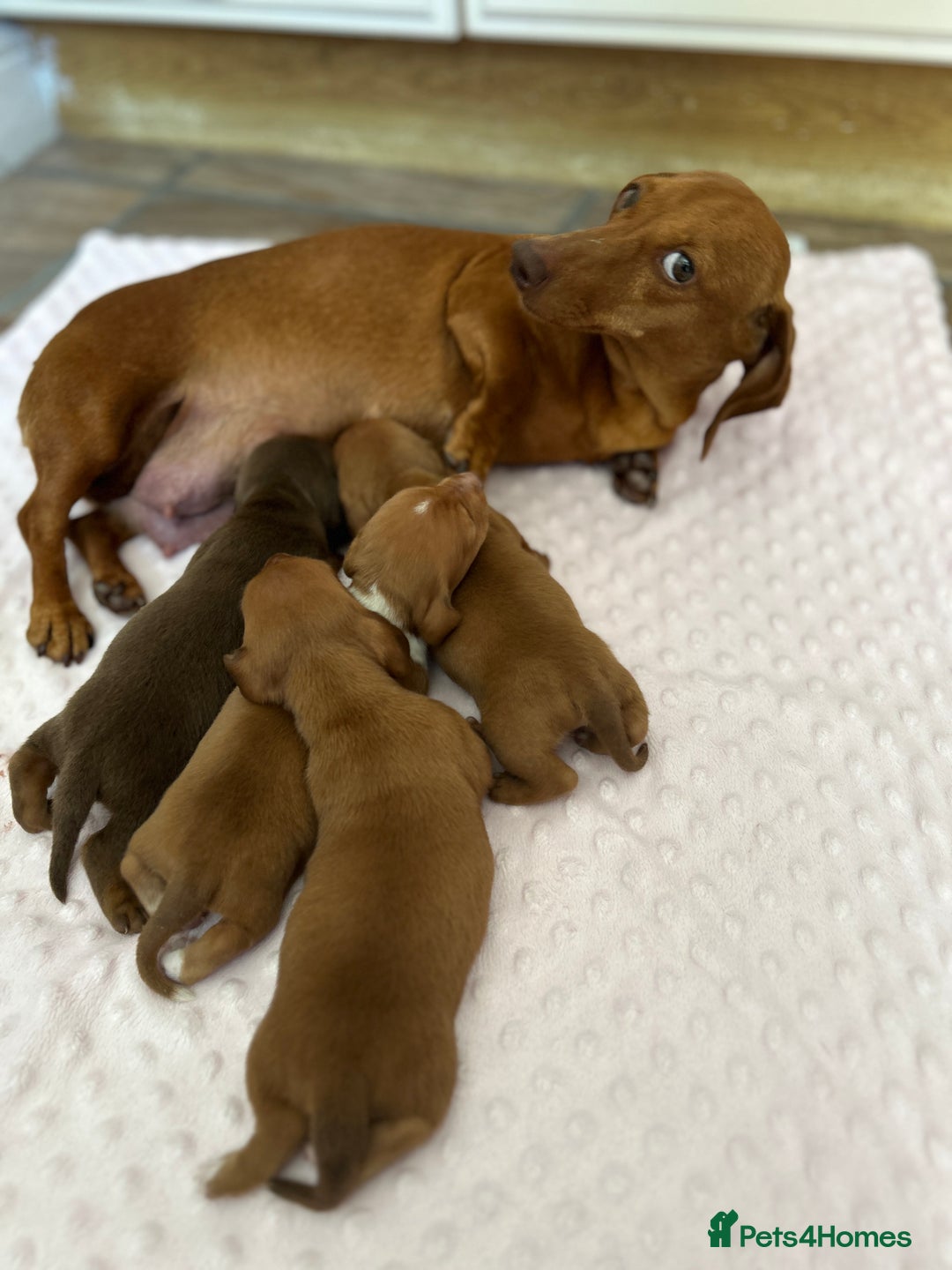 Miniature Dachshund dogs for sale: Superb Miniature KC reg Dachshund puppies - Image 9