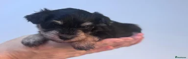 Miniature Schnauzer 5 💜