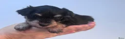 Miniature Schnauzer dogs for sale: 🐾 Beautiful KC Reg Miniature Schnauzer Puppies🐾 - Advert 21
