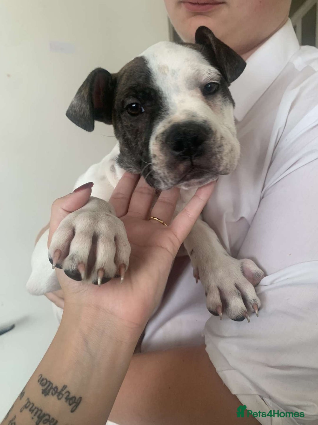Mixed Breed dogs for sale: Last boy ready to go  - Image 2