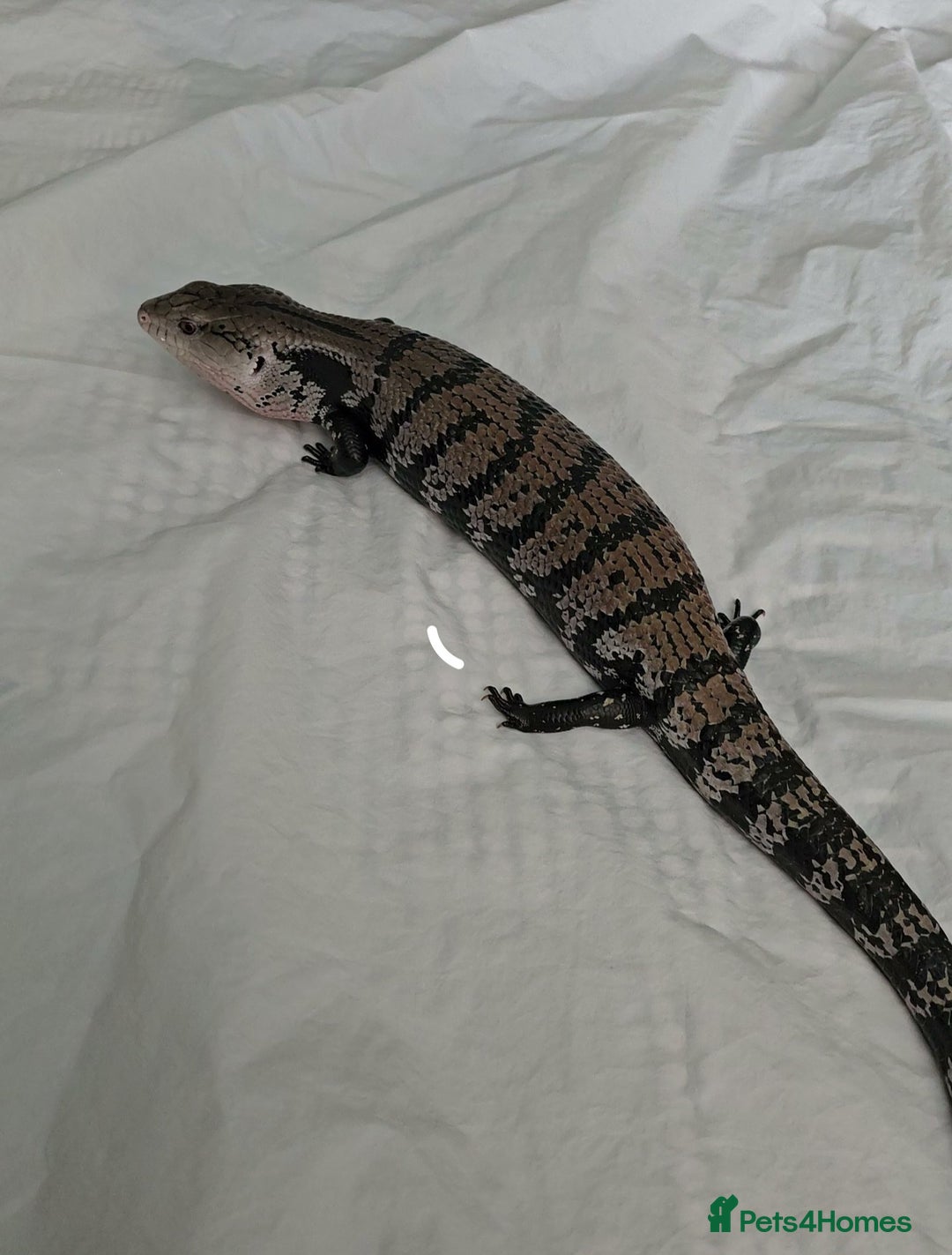 Skink reptiles for sale: Blue Tongued Skink-Male enclosure and cabnet setup - Advert 7