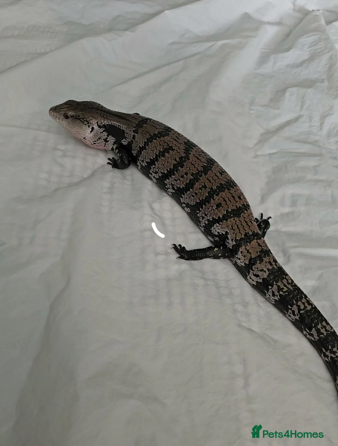 Skink reptiles for sale: Blue Tongued Skink-Male enclosure and cabnet setup - Advert 7