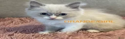 Ragdoll cats for sale: Bi-colour Ragdoll Kittens,Choc & Blue Sealpoint - Advert 12
