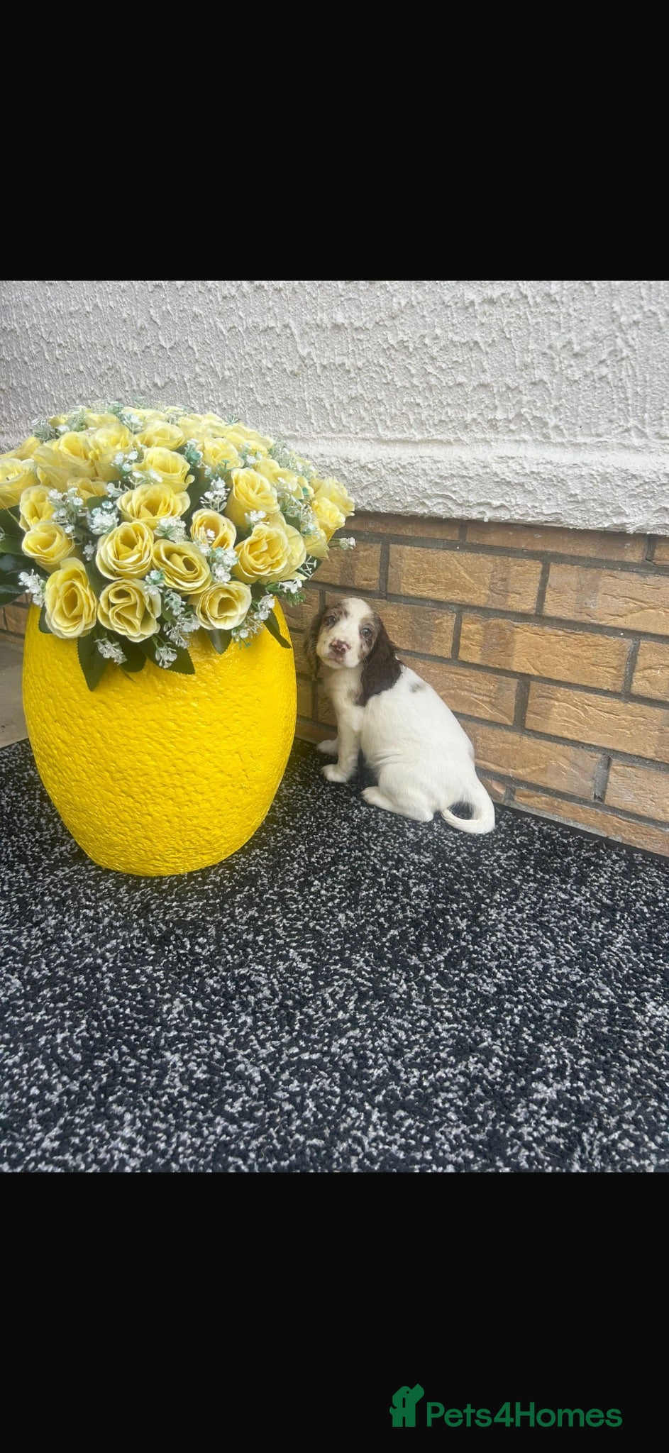 Cocker Spaniel dogs Cocker spaniel puppies - Advert 6