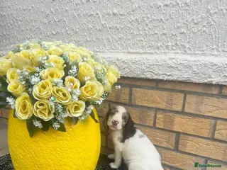 Cocker Spaniel dogs Cocker spaniel puppies - Advert 6