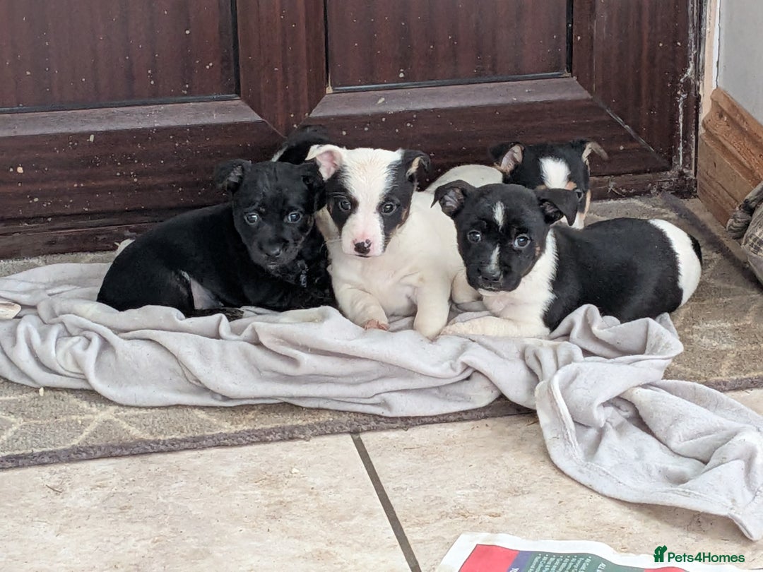 Jack Russell dogs for sale: Jack Russell  - Advert 3