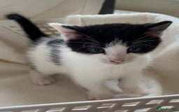 British Shorthair cats for sale: British Shorthair Kittens!  - Image 11