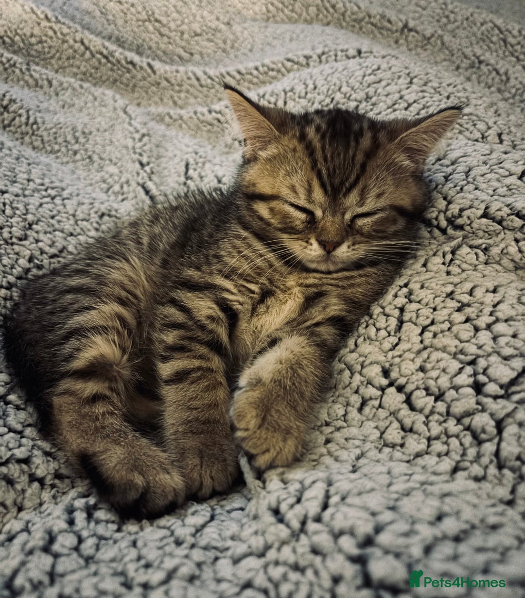 British Shorthair cats for sale: Arnie gorgeous wee affectionate boy - Advert 5