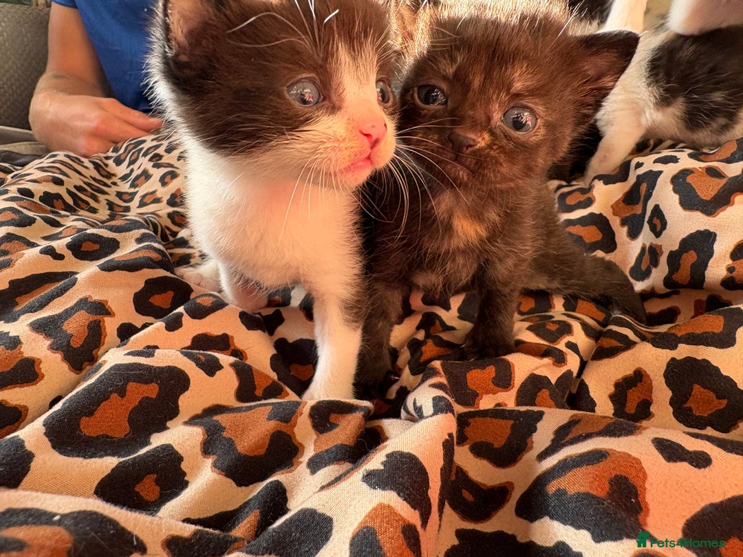 Mixed Breed cats for sale: Mix litter of 6  - Image 7
