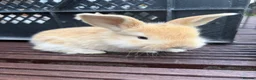 Mixed Breed rabbits for sale: English Spot cross Mini Lops in Ebbw Vale - Advert 8