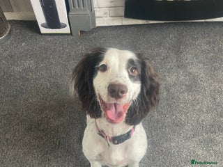 Cocker Spaniel dogs - Advert 3