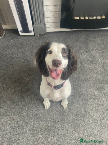 Cocker Spaniel dogs - Advert 4