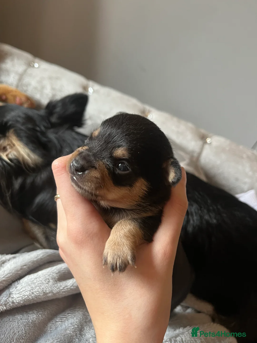 Chihuahua dogs for stud: Chihuahua stud (Romeo) in Sherborne - Advert 22