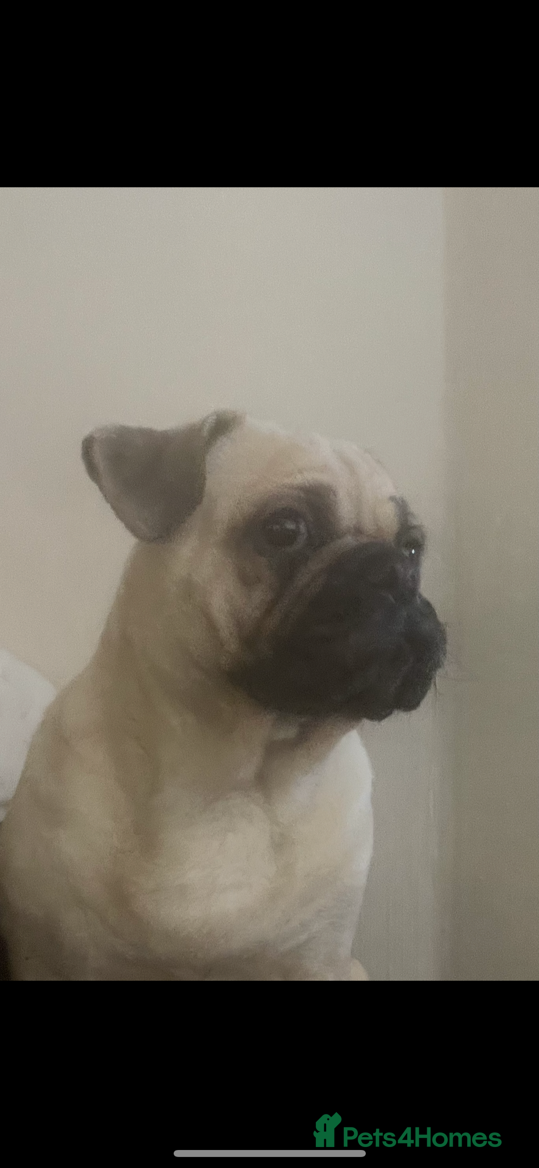 Frug dogs for sale: Pug puppies  - Advert 8