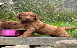 Irish Doodle dogs for sale: Irish doodles - Image 17
