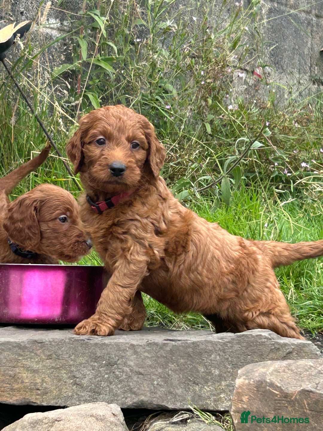 Irish Doodle dogs for sale: Irish doodles - Image 17