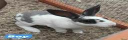 Rex rabbits for sale: Mini Rex Rabbits  - Advert 3