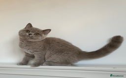 British Shorthair cats for sale: Ready🏡British Shorthair Chuky Kittens - Image 21