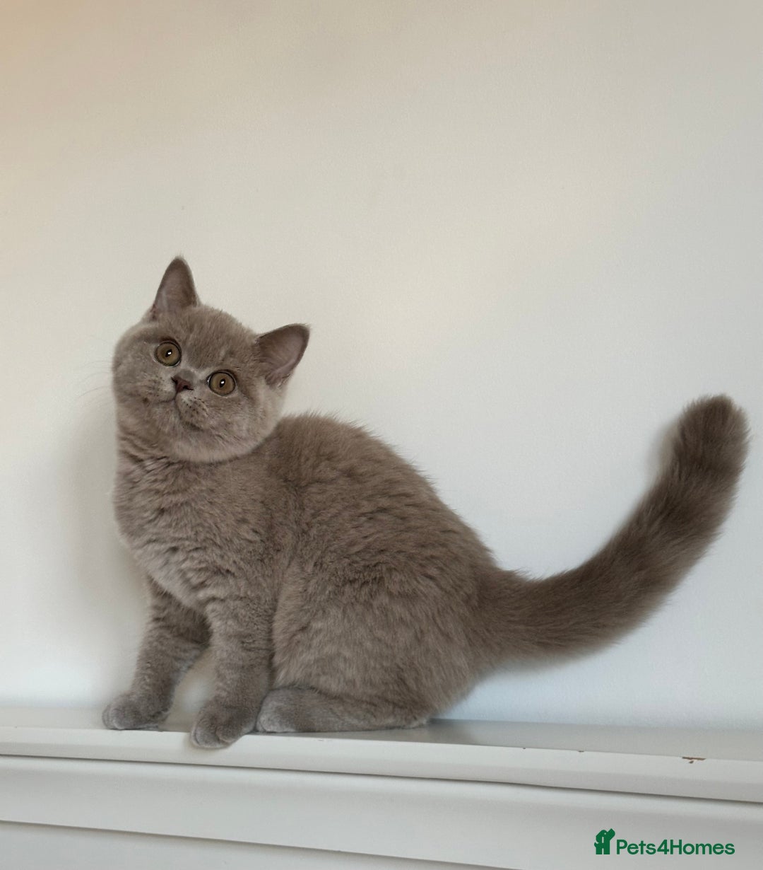British Shorthair cats for sale: Ready🏡British Shorthair Chuky Kittens - Image 21