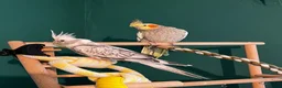 Cockatiels birds for sale: Male and female cockatiel  - Advert 1