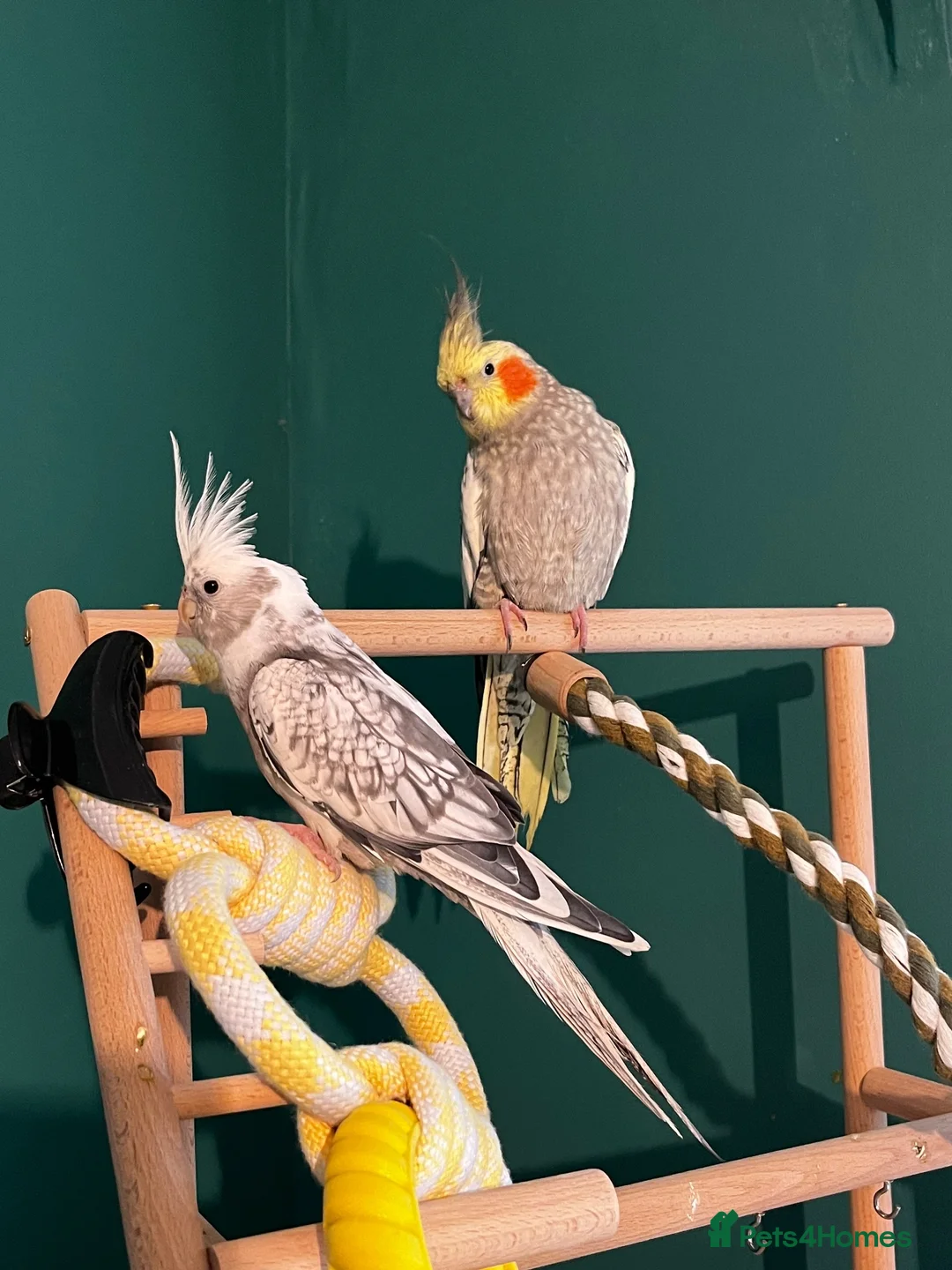 Cockatiels birds for sale: Male and female cockatiel  - Advert 1