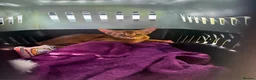 Abyssinian cats for sale: Selling 3 month Abyssinian female kitten in London - Advert 4