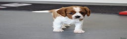 Cavalier King Charles Spaniel dogs for sale: Cavalier King Charles Puppies for sale - Advert 7