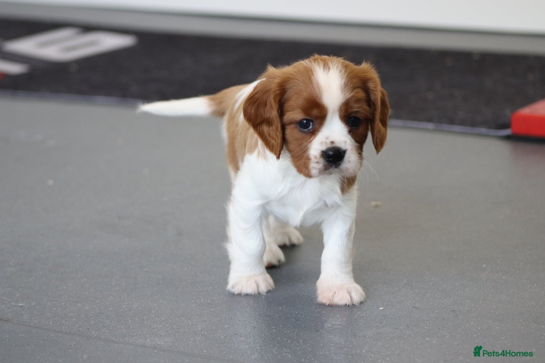 Cavalier King Charles Spaniel dogs for sale: Cavalier King Charles Puppies for sale - Advert 7