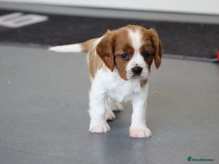 Cavalier King Charles Spaniel dogs Cavalier King Charles Puppies for sale - Advert 2