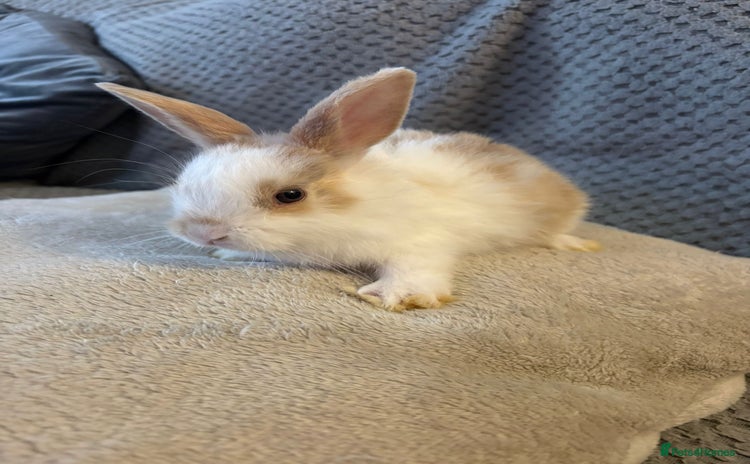 Lionhead rabbits - Advert 5
