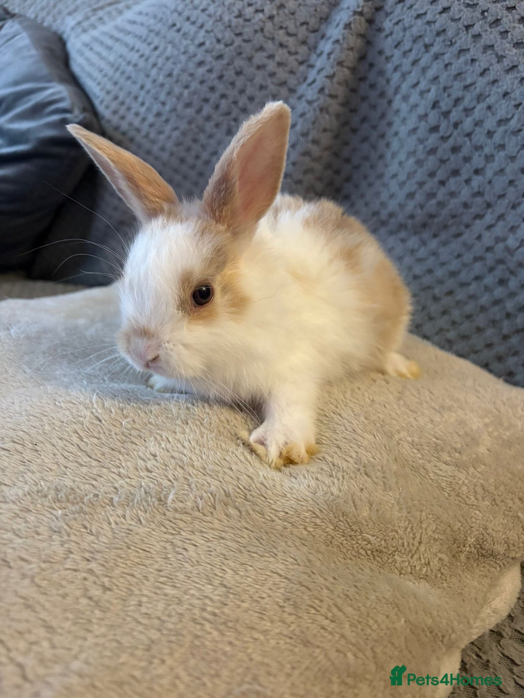 Lionhead rabbits for sale: lionhead  - Image 1