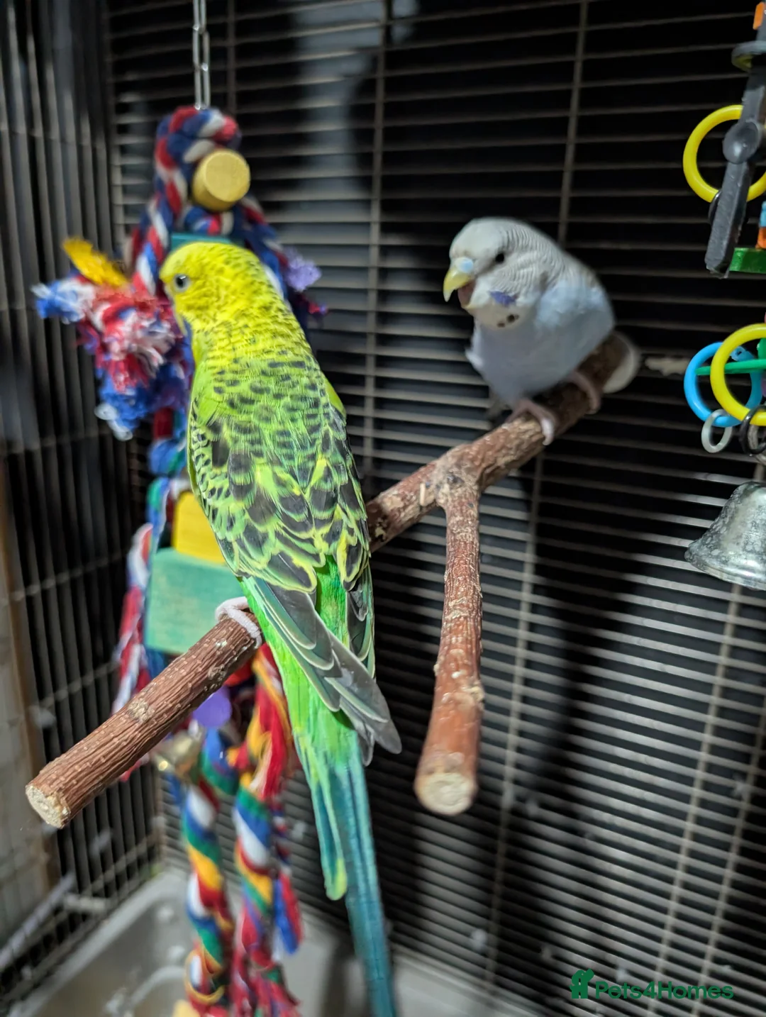 Budgerigars birds for sale: Budgies for sale in Chester - Advert 3