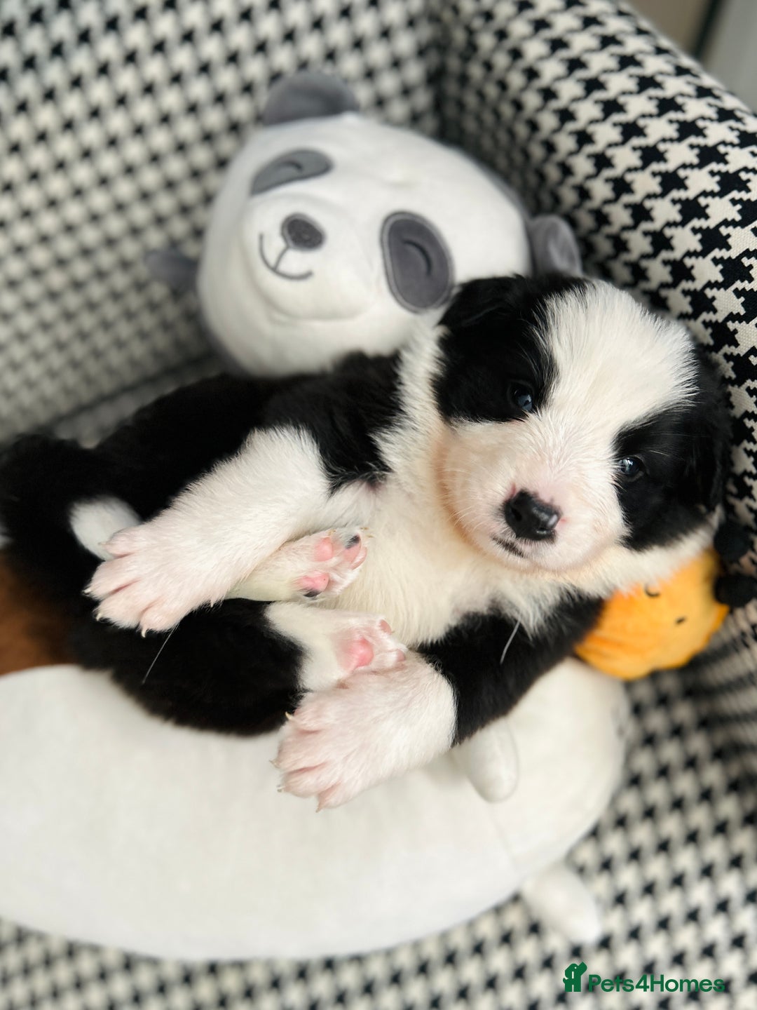 Border Collie dogs for sale: ❗️5⭐️ KC DNA tested champions LAST❗️border collie  - Advert 21