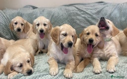 Golden Retriever dogs for sale: Quality Litter Of KC Reg Golden Retriever Puppies  - Image 18