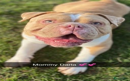 Olde English Bulldogge dogs for sale: Stunning Litter of OldTyme English Bulldogge!!💖💙 - Image 8
