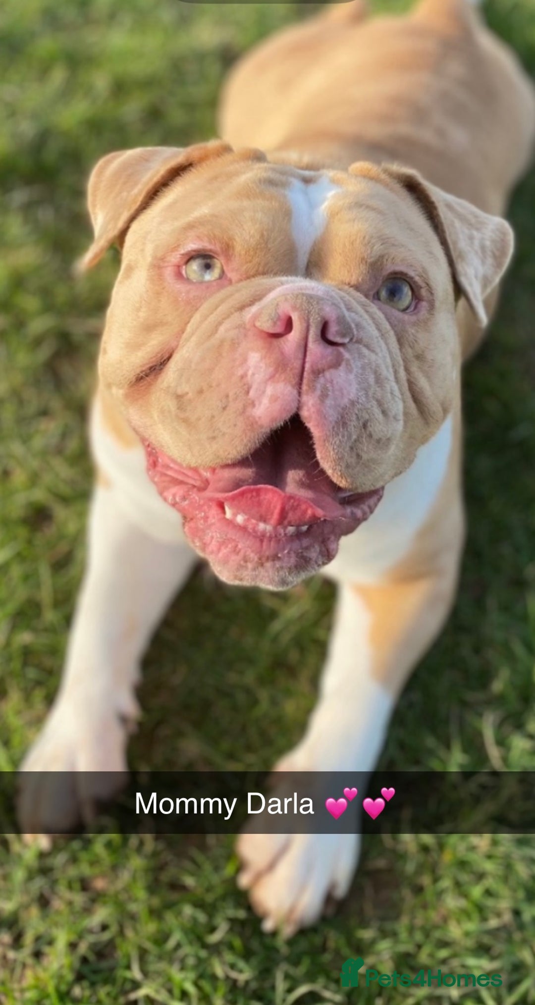 Olde English Bulldogge dogs for sale: Stunning Litter of OldTyme English Bulldogge!!💖💙 - Image 8