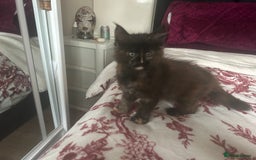 Maine Coon cats for sale: 5 beautiful maine coones  - Image 9